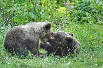 Fototapeta premium Brown bear cubs playing