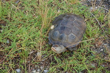 A diamondback terrapin turtle nesting in the grass on Assateague Island, in Worcester County, Maryland.