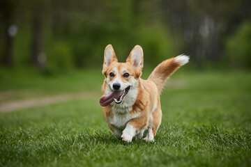 Happy Welsh Corgi Pembroke dog playing with puller in the spring park