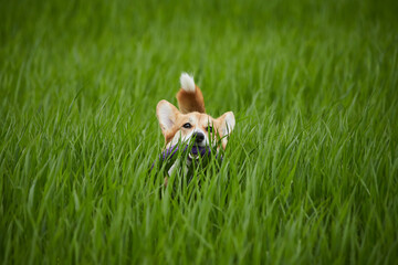 Happy Welsh Corgi Pembroke dog playing with puller in the spring field