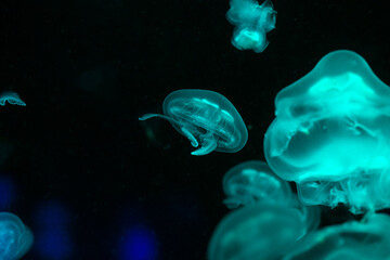 Low key jellyfish in sea saltwater aquarium ocean life, color photography with space for text 