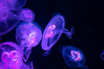 Naklejka na ściany i meble Low key jellyfish in sea saltwater aquarium ocean life, color photography with space for text 