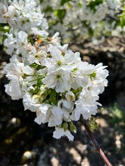 Flowers on the cherry branch.  spring sign