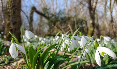 Snowdrops