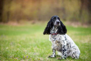 A beautiful dog of the Russian Spaniel breed sits on the lawn in the spring forest. Hunting dog. Selective focus.