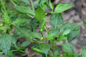 A Bird's eye chili or Thai chili pod on the plant with the leaves