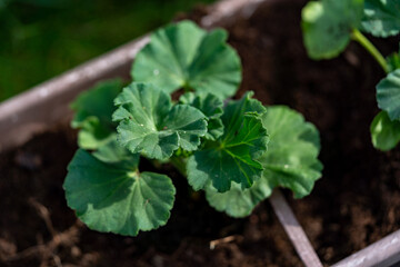 Planting pelargonium zonale into the garden pot, outdoor hobby photography