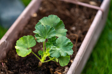 Planting pelargonium zonale into the garden pot, outdoor hobby photography