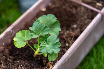 Planting pelargonium zonale into the garden pot, outdoor hobby photography