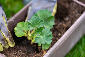 Planting pelargonium zonale into the garden pot, outdoor hobby photography