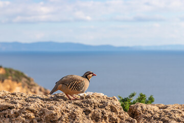 The rock partridge (Alectoris graeca), pheasant family. Birds watching on rocky edge of Mediterranean blue sea coast, Cape Sounion, Attica, Greece