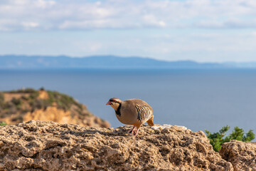 The rock partridge (Alectoris graeca), pheasant family. Birds watching on rocky edge of Mediterranean blue sea coast, Cape Sounion, Attica, Greece