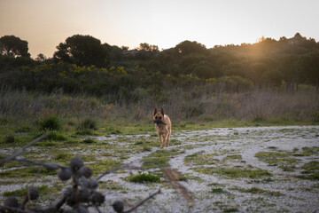 Perro en la naturaleza