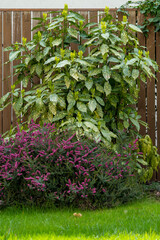 Evergreen Buds and leaves of Gold Dust Plant or aucuba japonica growing outdoors, wooden fence background, garden concept