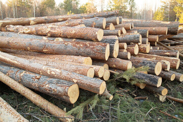 Harvesting of wood. A plot for logging.Sawing the forest into logs.