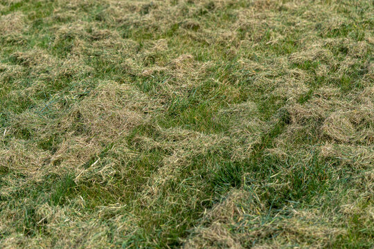 Removing dead grass after winter, spring care of grass, garden concept, Debris Left Over by an Electric Lawn dethatcher