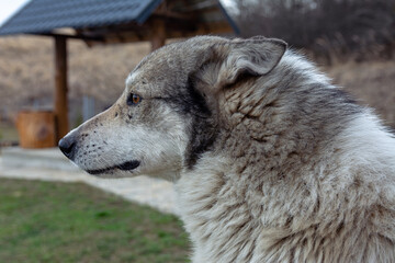 Naklejka premium Portrait of a handsome young Dalmatian close-up