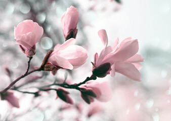 Branch magnolia pink blooming tree flowers in soft light. Sunny spring day in garden. Spring time....
