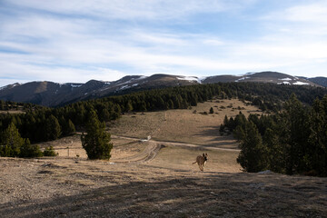 Perro junto a paisaje