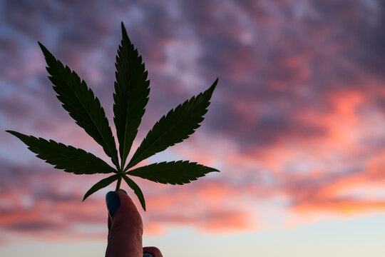 Cannabis leaf held in front of a cloudy sunset