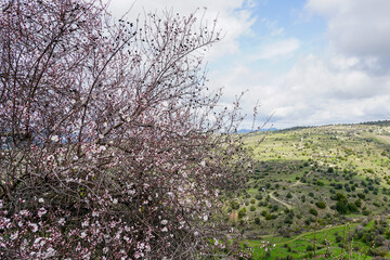 Fototapeta premium Traditional Cyprus landscape in spring with flowering apricots in the foreground