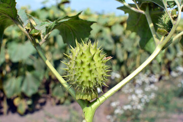 In nature, a poisonous plant grows - Datura stramonium