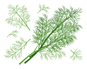 Dill. A set of bunch and twigs of dill. Vector image isolated on white background.