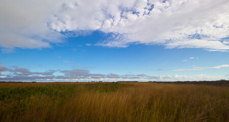 Obraz premium Views at Kissimmee Prairie Preserve State Park, Florida