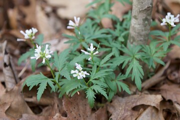 white wild flowers in the woods