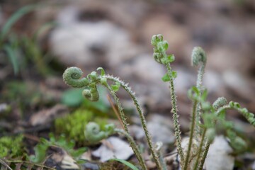 fern in the forest closeup