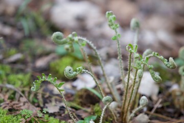 ferns in the forest closeup 