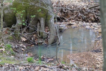 Tree roots by water in the woods