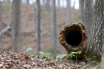 hollow log in the woods during spring in the midwest