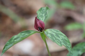 budding plant in spring in the woods