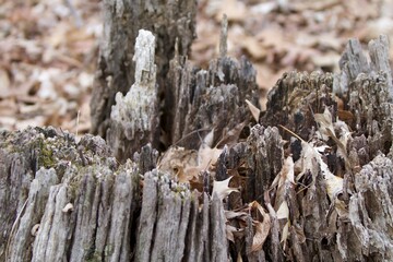 spikey rotted stump in the woods