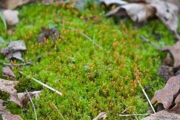 moss in the forest