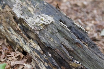 bark of a tree