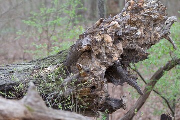 bottom of a fallen tree with dirt and rocks