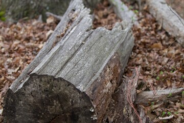 cut rotting log in the forest
