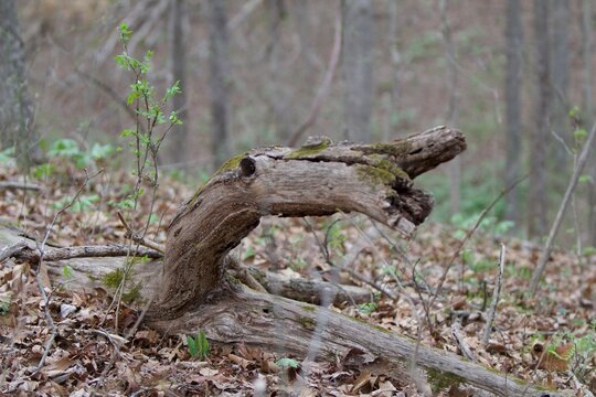 rotting tree log in the forest