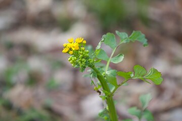 Yellow wildflower in spring in the woods