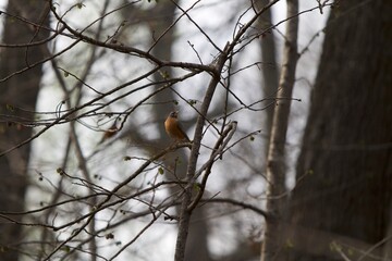 Robin sitting in a tree in spring