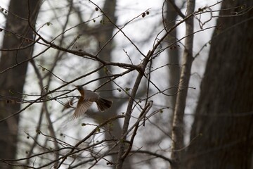 Robin bird mid flight