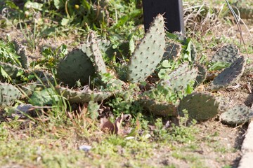 Cactus