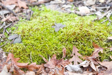 Green moss