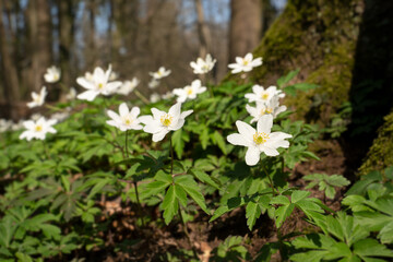 Windflower, Anemone nemorosa