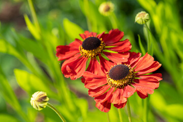 Helens Flower, Helenium