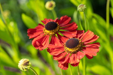Helens Flower, Helenium