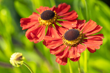 Helens Flower, Helenium