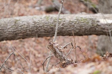 Fallen tree log in woods